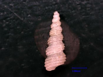 Media type: image;   Malacology 125505 Description: top view of shell;  Aspect: dorsal
